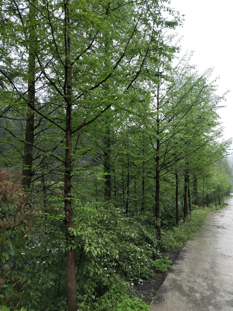 水杉水杉树湖北基地直供