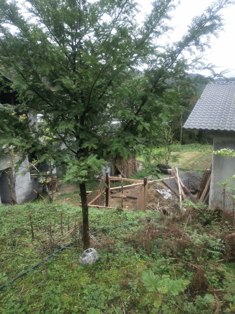 水杉水杉树湖北基地直供