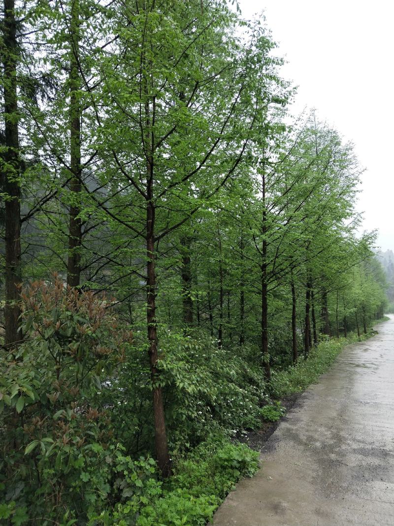 水杉水杉树湖北基地直供