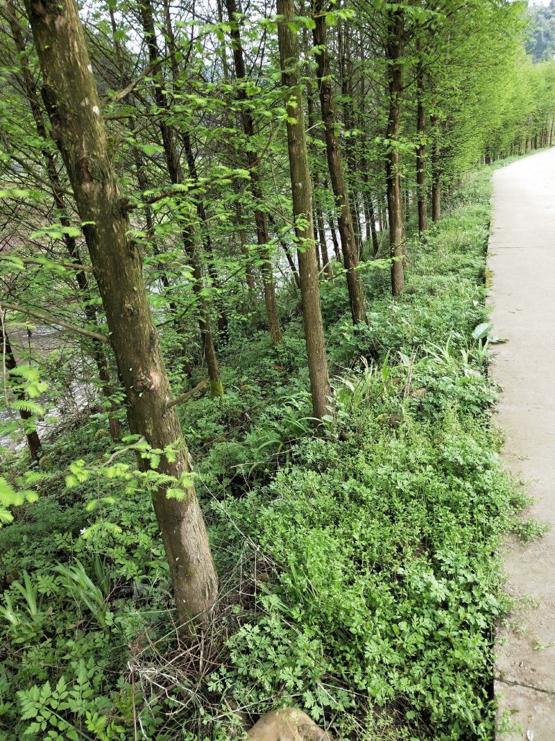 水杉水杉树湖北基地直供