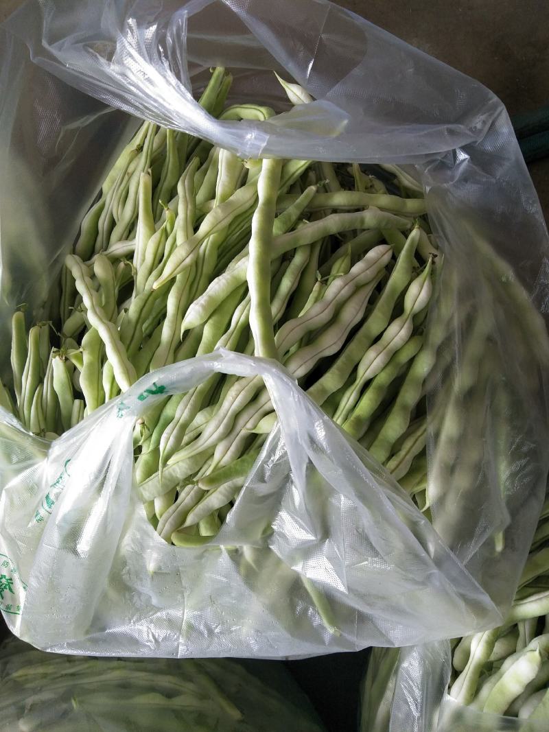 头茬精品芸豆大量上市色嫩绿油亮条长价格落落落