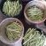 头茬精品芸豆大量上市色嫩绿油亮条长价格落落落
