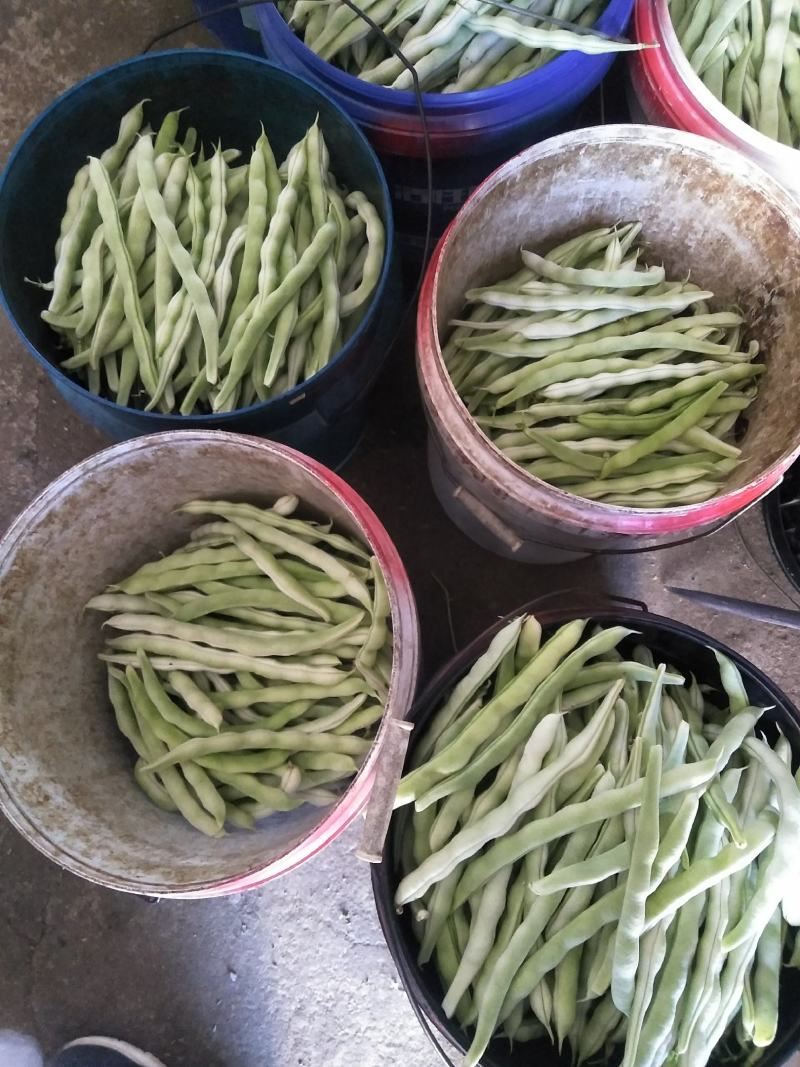 头茬精品芸豆大量上市色嫩绿油亮条长价格落落落