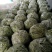 头茬精品芸豆大量上市色嫩绿油亮条长价格落落落