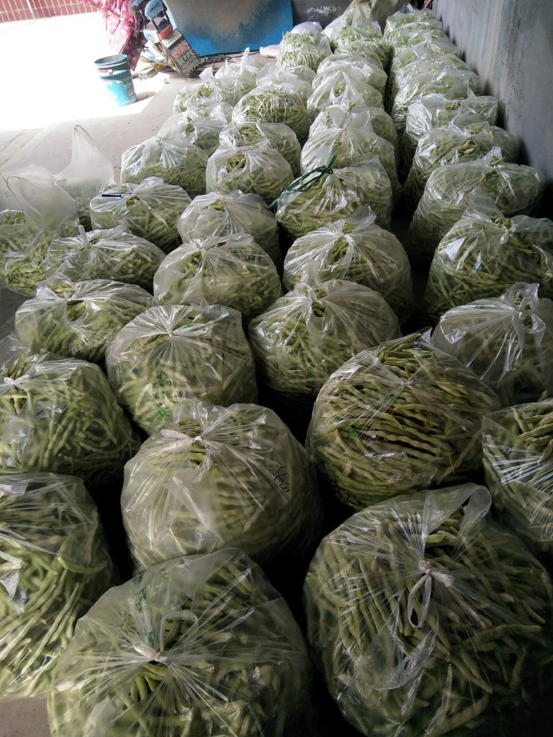 头茬精品芸豆大量上市色嫩绿油亮条长价格落落落