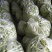 头茬精品芸豆大量上市色嫩绿油亮条长价格落落落