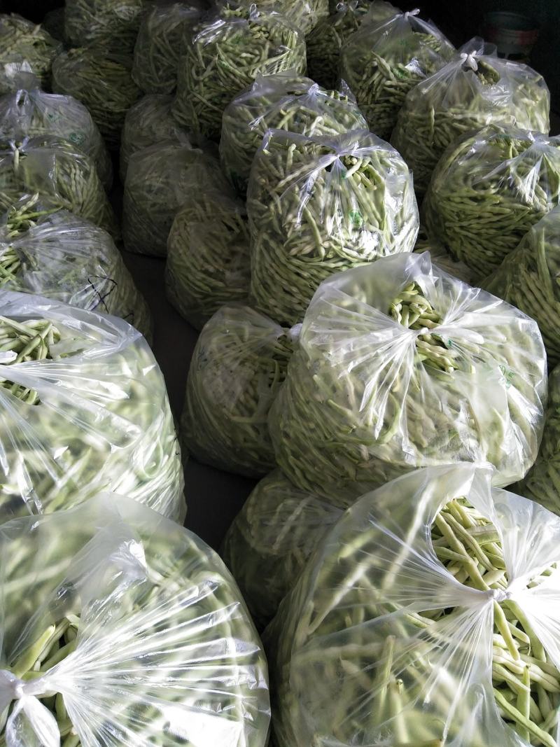 头茬精品芸豆大量上市色嫩绿油亮条长价格落落落