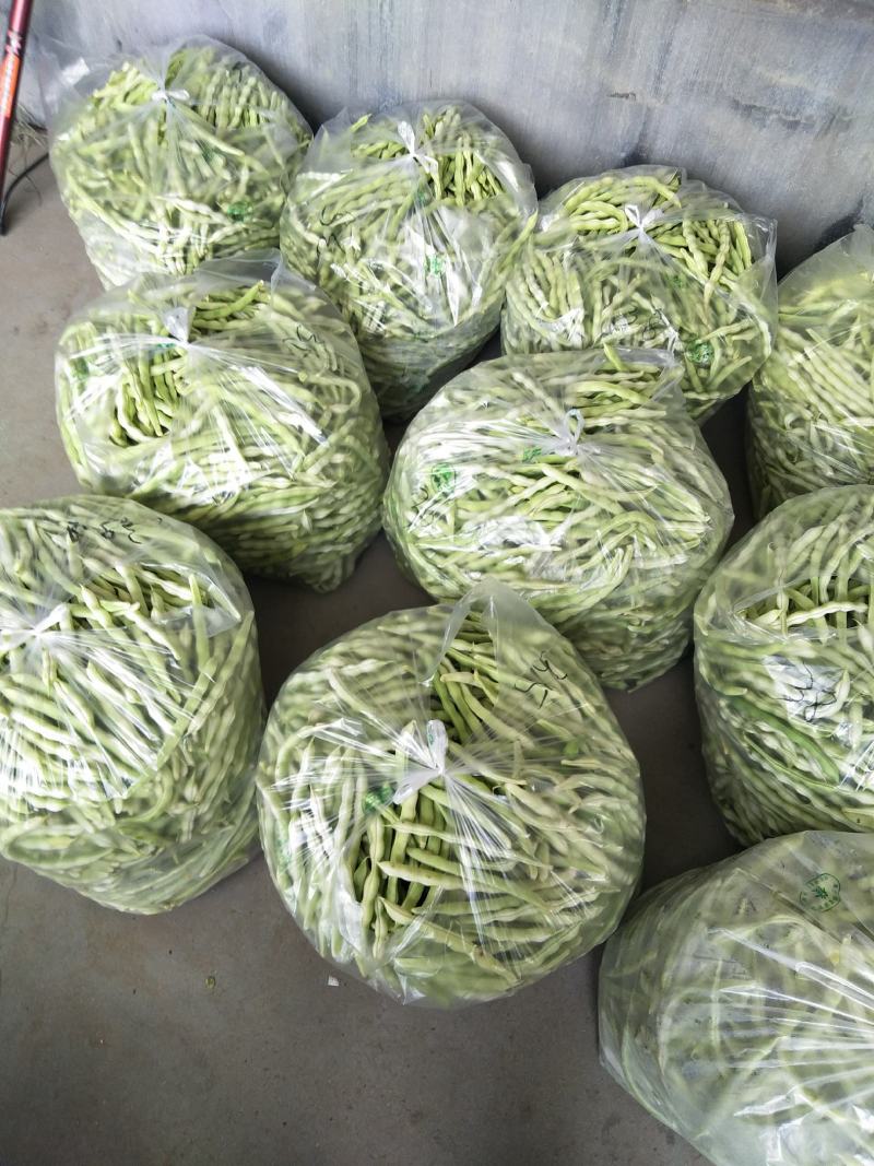 头茬精品芸豆大量上市色嫩绿油亮条长价格落落落