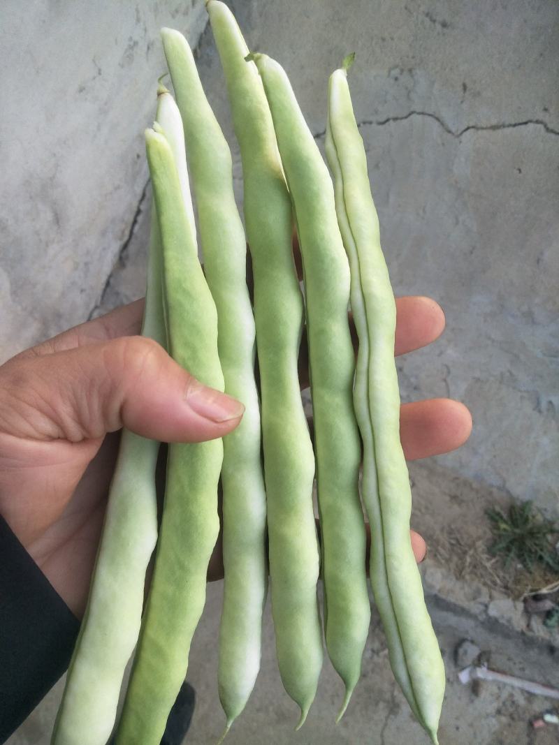 头茬精品芸豆大量上市色嫩绿油亮条长价格落落落