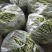 头茬精品芸豆大量上市色嫩绿油亮条长价格落落落