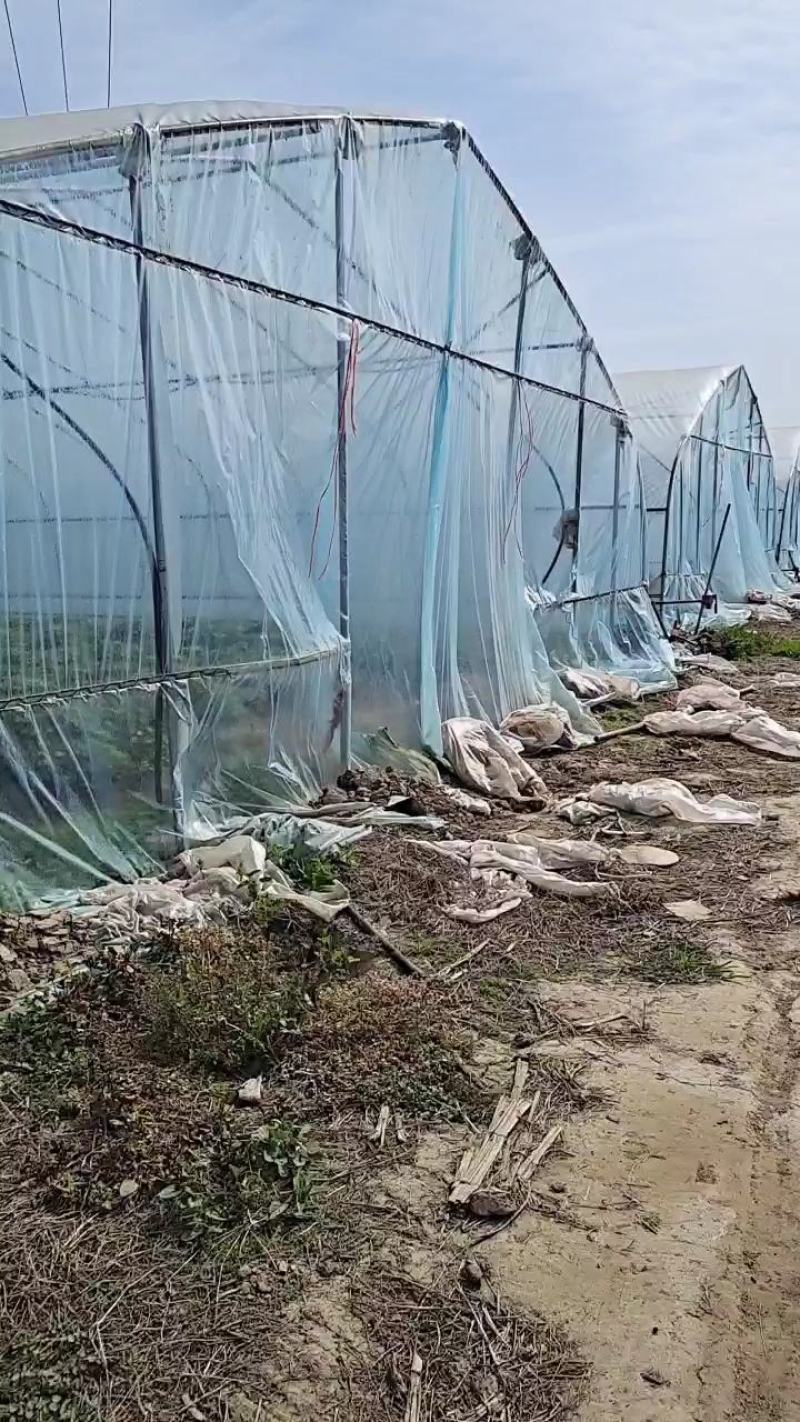 红薯苗，红薯苗基地，脱毒红薯苗，高端红薯苗，需要红薯苗