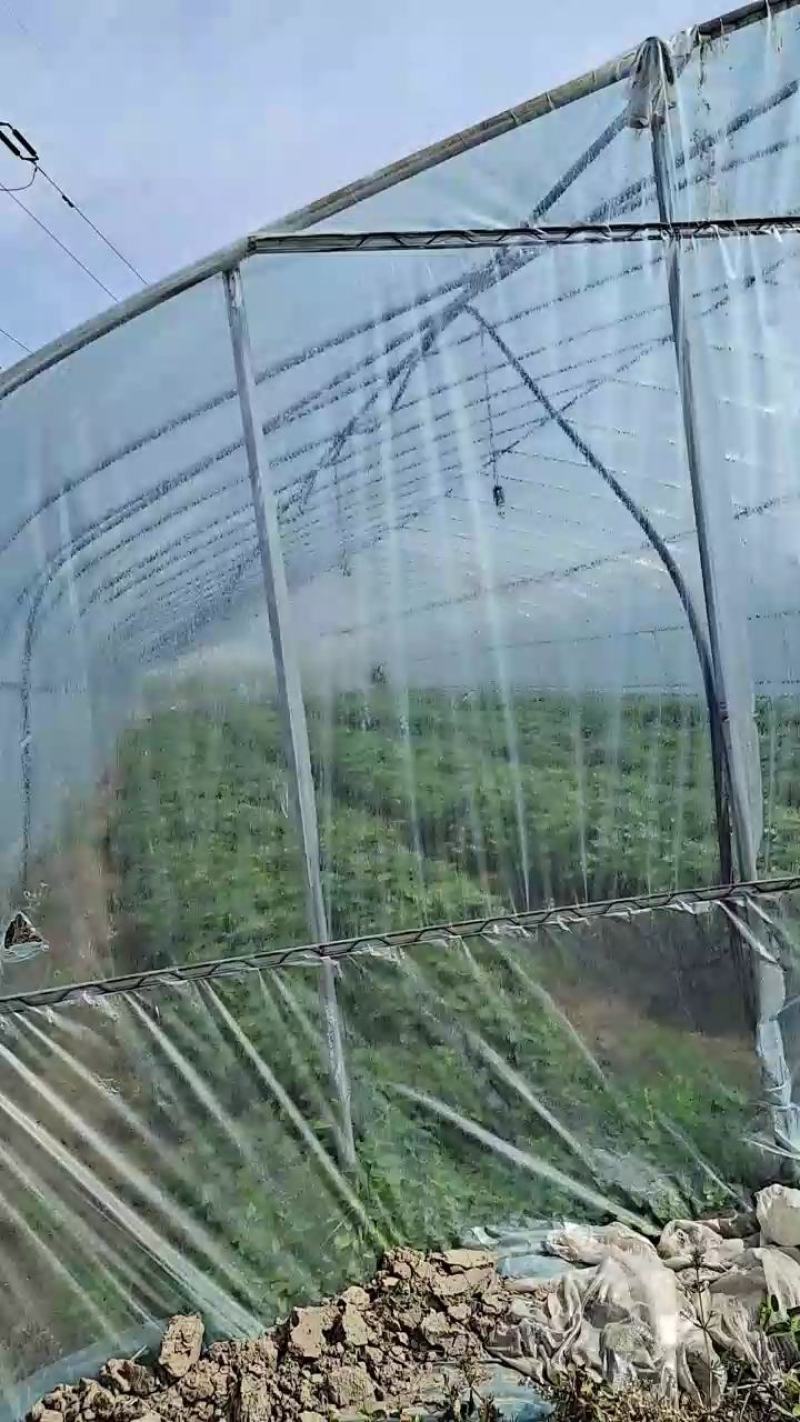 红薯苗，红薯苗基地，脱毒红薯苗，高端红薯苗，需要红薯苗