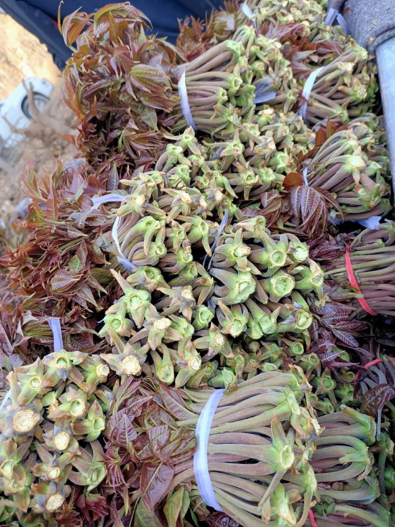红香椿芽纯野生。质量保证。产地直发。支持线上交易
