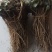 当归苗，吉林长白山培育，日本大河当归苗，品种好，死苗免费
