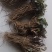 当归苗，吉林长白山培育，日本大河当归苗，品种好，死苗免费
