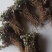 当归苗，吉林长白山培育，日本大河当归苗，品种好，死苗免费