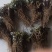 当归苗，吉林长白山培育，日本大河当归苗，品种好，死苗免费