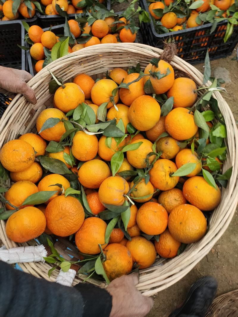 四川沃柑大量上市了。甜皮薄水分足。很脆，大型基地