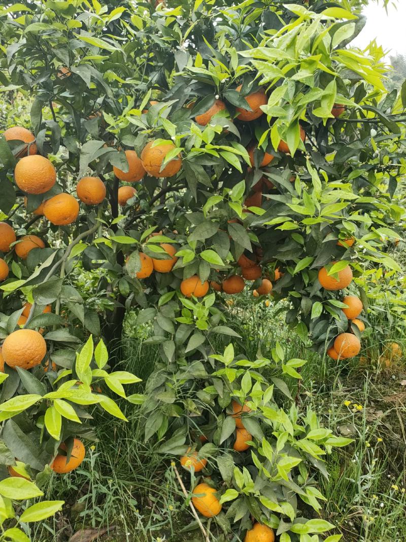 四川沃柑大量上市了。甜皮薄水分足。很脆，大型基地