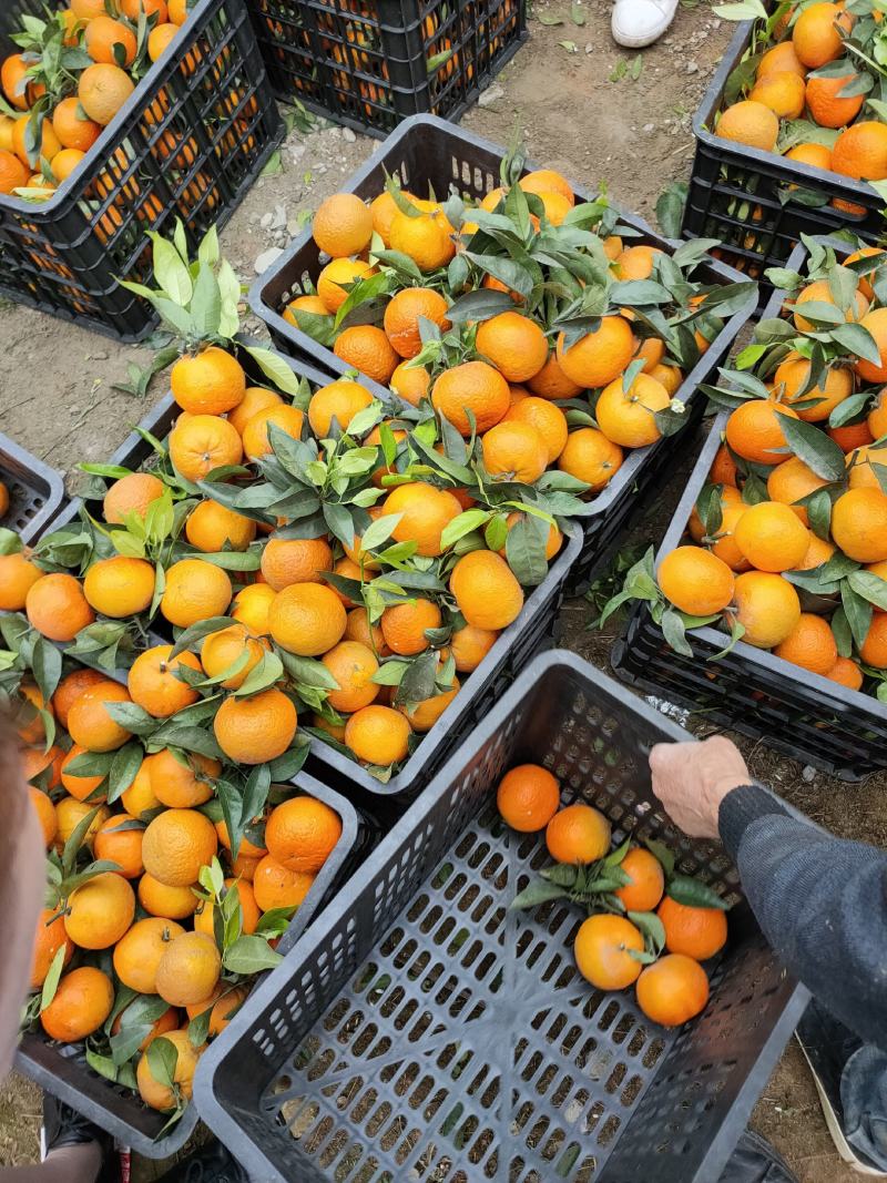 四川沃柑大量上市了。甜皮薄水分足。很脆，大型基地