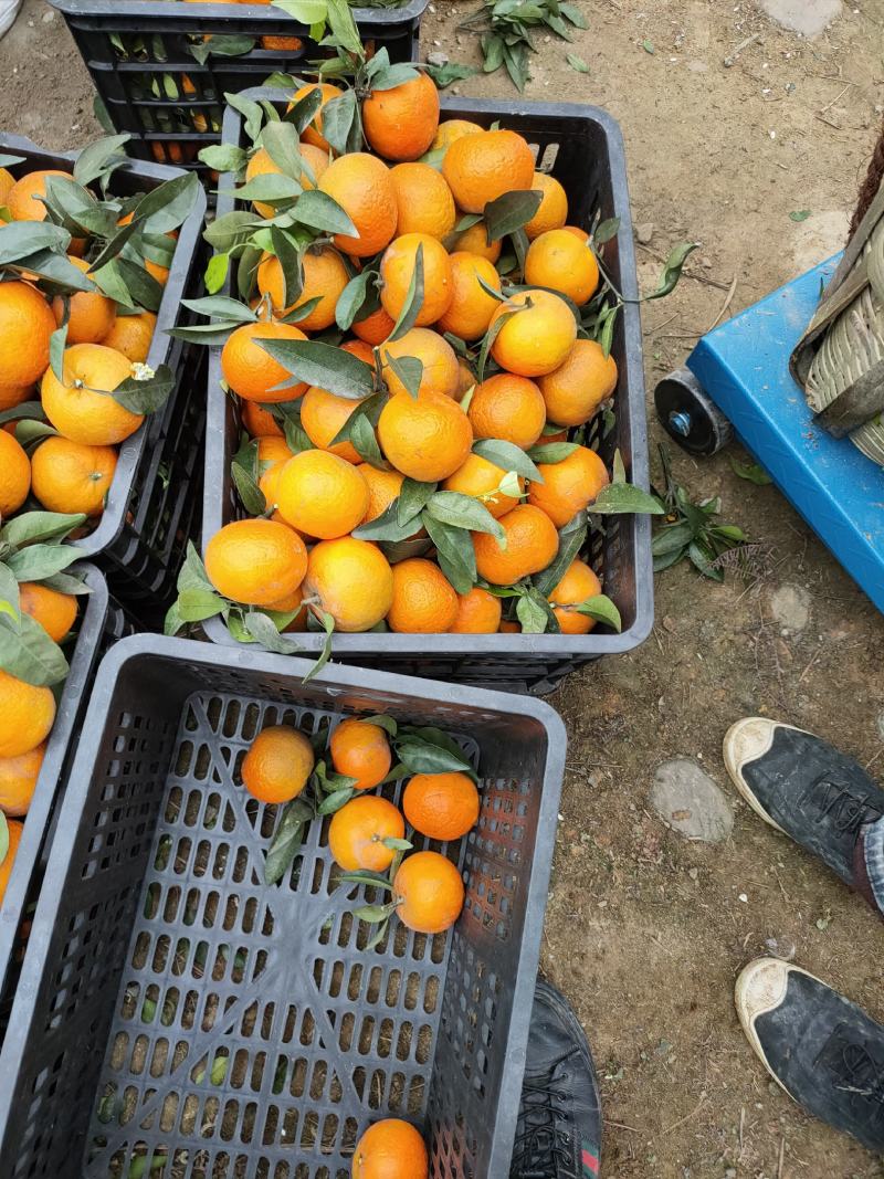 四川沃柑大量上市了。甜皮薄水分足。很脆，大型基地