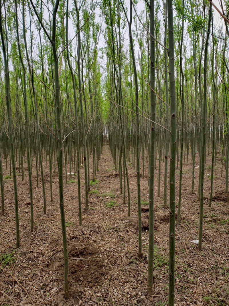 柳树速生柳竹柳批发自家苗圃低价清地