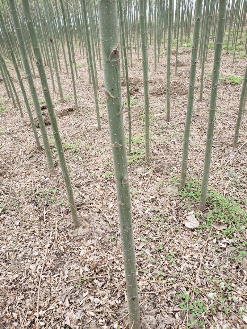 柳树速生柳竹柳批发自家苗圃低价清地