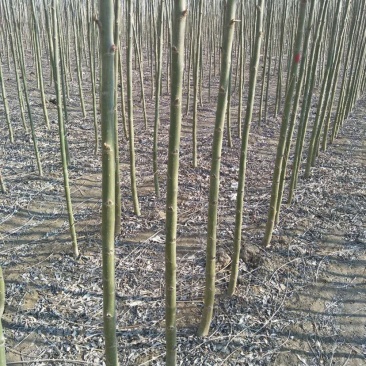 柳树速生柳竹柳批发自家苗圃低价清地