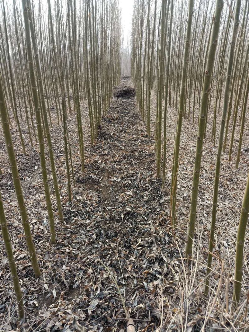 柳树速生柳竹柳批发自家苗圃低价清地