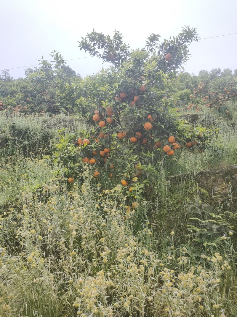 四川沃柑大量上市了。甜皮薄水分足。很脆，大型基地