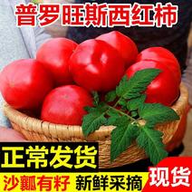 【一件代发】普罗旺斯水果西红柿山东海阳生吃沙瓤番茄新鲜