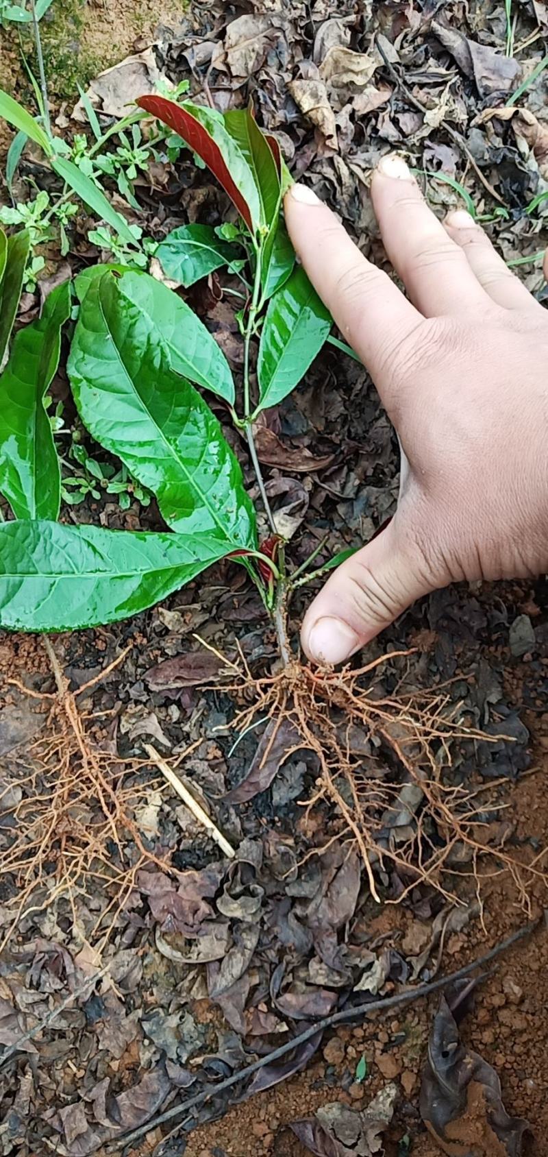 绿化苗木红背桂扦插苗，好货不多，有需要的老板请联系。
