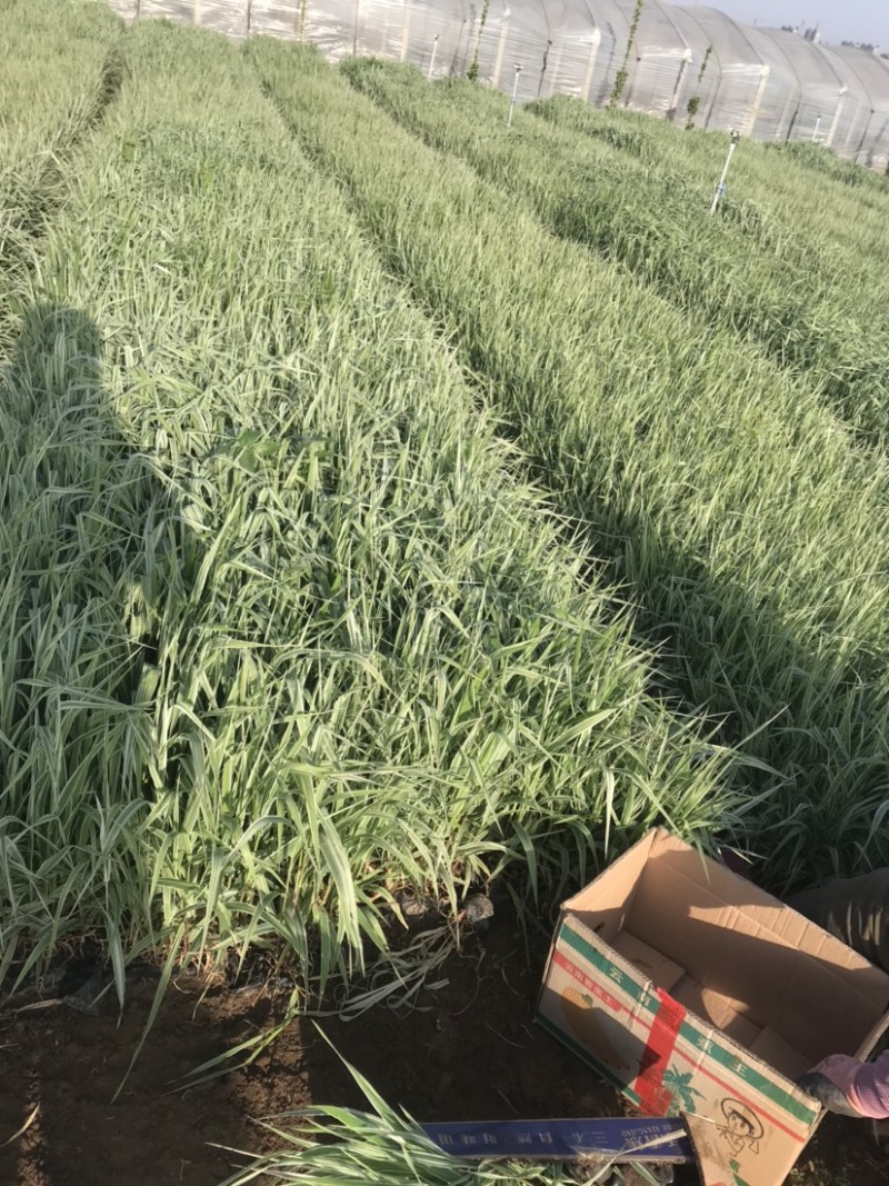 玉带草，绿化用玉带草，基地大量供应、欢迎咨询