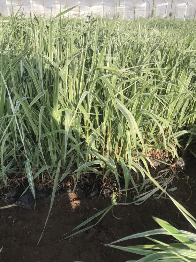 玉带草，绿化用玉带草，基地大量供应、欢迎咨询