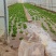 叶生菜大量上市
