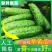 【一件代发】旱黄瓜新鲜水果黄瓜当季刺青瓜生吃果蔬现摘现发