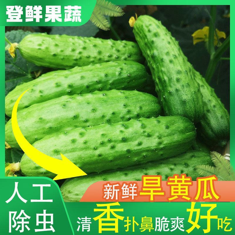 【一件代发】旱黄瓜新鲜水果黄瓜当季刺青瓜生吃果蔬现摘现发