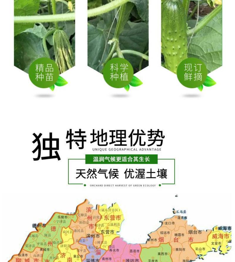 【一件代发】旱黄瓜新鲜水果黄瓜当季刺青瓜生吃果蔬现摘现发