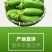 【一件代发】旱黄瓜新鲜水果黄瓜当季刺青瓜生吃果蔬现摘现发