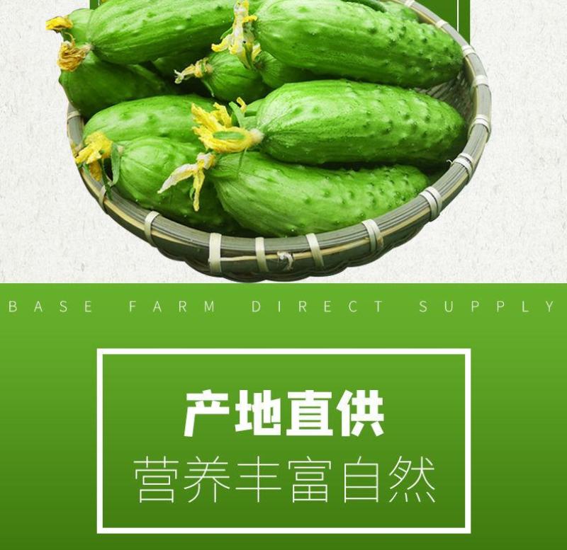 【一件代发】旱黄瓜新鲜水果黄瓜当季刺青瓜生吃果蔬现摘现发