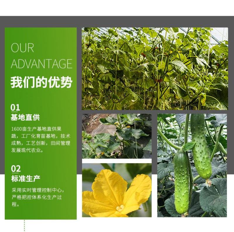 【一件代发】旱黄瓜新鲜水果黄瓜当季刺青瓜生吃果蔬现摘现发
