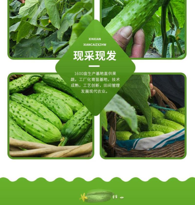 【一件代发】旱黄瓜新鲜水果黄瓜当季刺青瓜生吃果蔬现摘现发