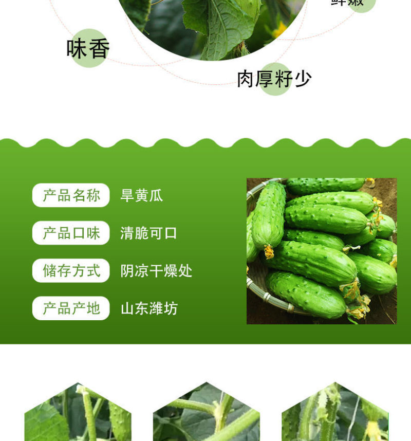 【一件代发】旱黄瓜新鲜水果黄瓜当季刺青瓜生吃果蔬现摘现发