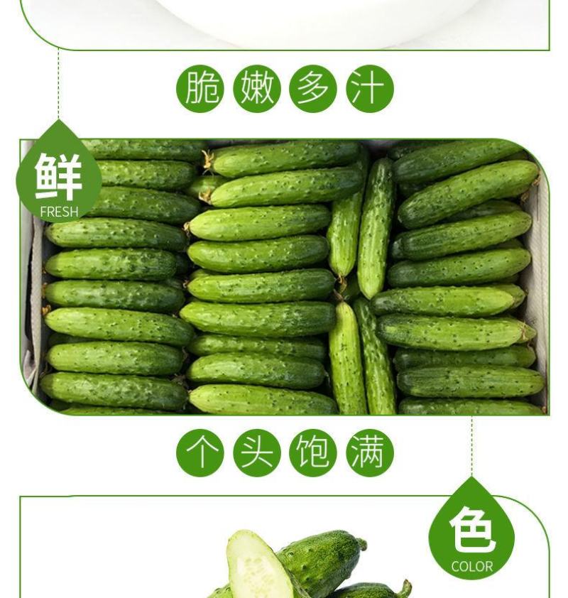 【一件代发】旱黄瓜新鲜水果黄瓜当季刺青瓜生吃果蔬现摘现发