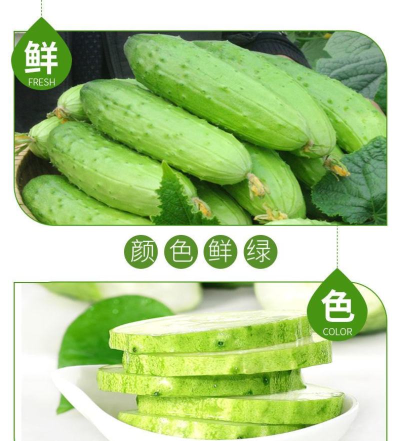 【一件代发】旱黄瓜新鲜水果黄瓜当季刺青瓜生吃果蔬现摘现发