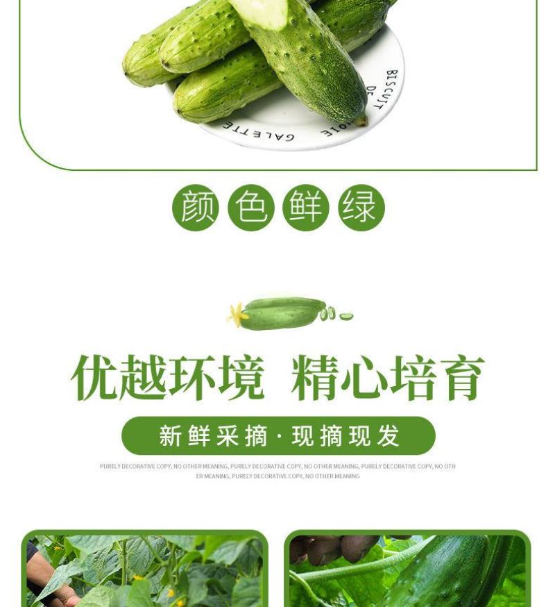 【一件代发】旱黄瓜新鲜水果黄瓜当季刺青瓜生吃果蔬现摘现发