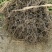南板蓝根幼苗（种植加工回收）量大从优重要的是种一年管3年
