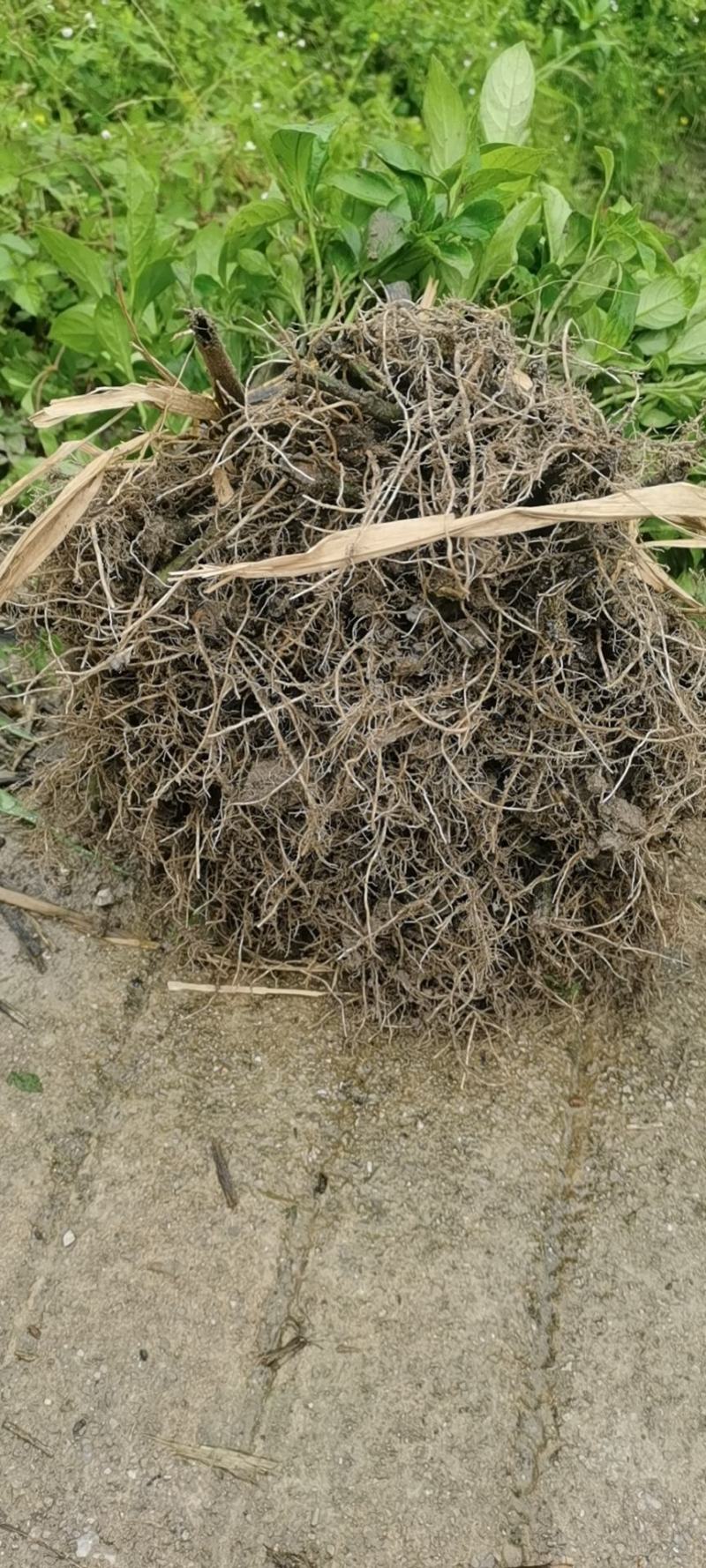 南板蓝根幼苗（种植加工回收）量大从优重要的是种一年管3年