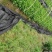 南板蓝根幼苗（种植加工回收）量大从优重要的是种一年管3年