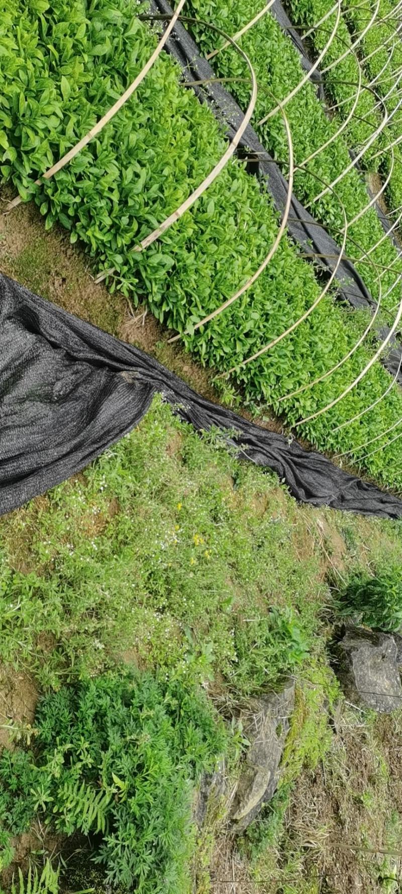 南板蓝根幼苗（种植加工回收）量大从优重要的是种一年管3年
